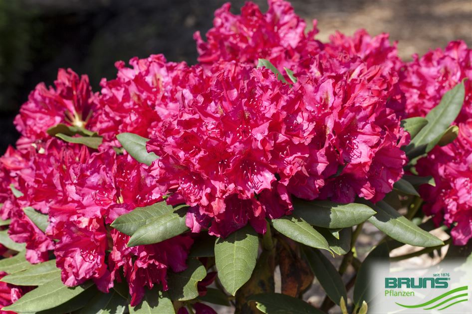 Rhododendron 'Mrs.P.den Ouden' von Bruns Pflanzen