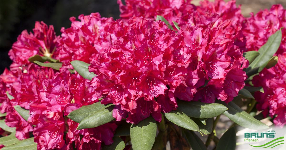 Rhododendron 'Mrs.P.den Ouden' von Bruns Pflanzen