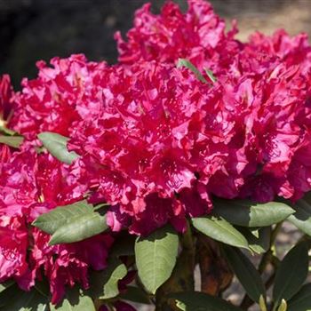 Rhododendron 'Mrs P. den Ouden'