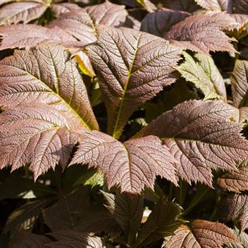 Rodgersia podophylla