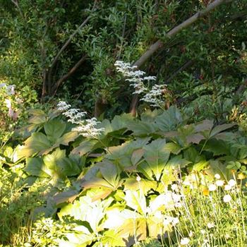 Rodgersia podophylla