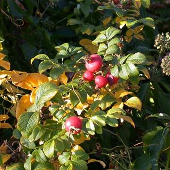 Rosa rugosa