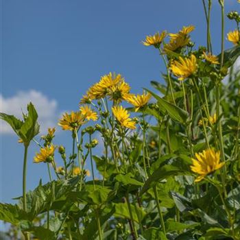 Silphium perfoliatum