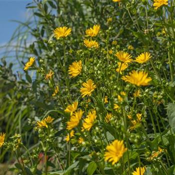 Silphium perfoliatum