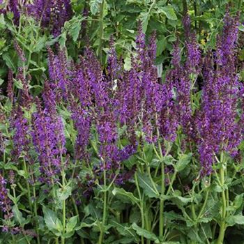 Salvia nemorosa 'Mainacht'