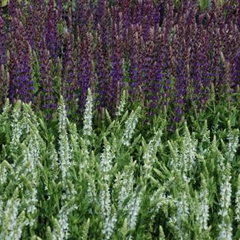 Salvia nemorosa 'Mainacht'