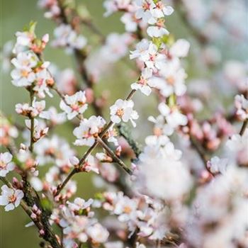 Prunus tomentosa