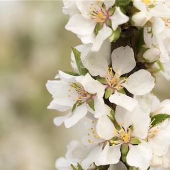 Prunus tomentosa