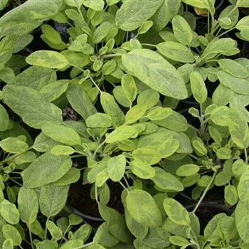 Salvia officinalis 'Icterina'