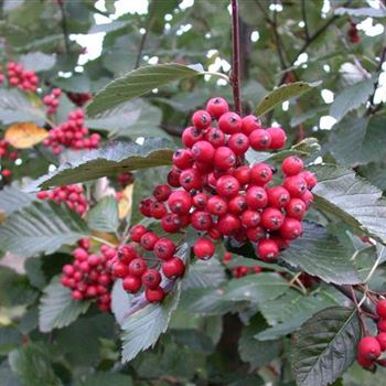 Sorbus aria