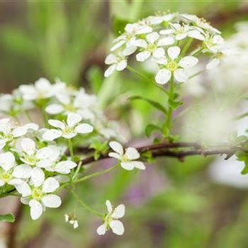 Spiraea