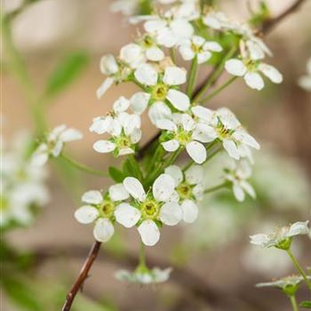 Spiraea