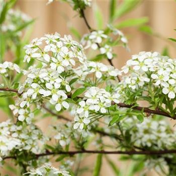 Spiraea