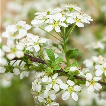 Spiraea