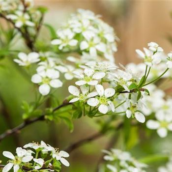 Spiraea