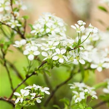 Spiraea