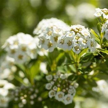 Spiraea