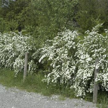 Spiraea