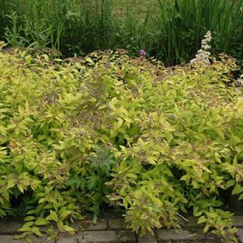 Spiraea japonica 'Golden Princess'