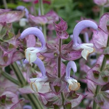 Salvia sclarea