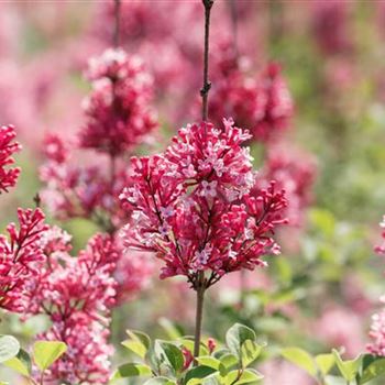 Syringa 'Tinkerbelle'®