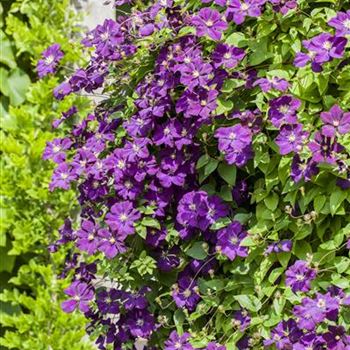 Clematis viticella 'Etoile Violette'