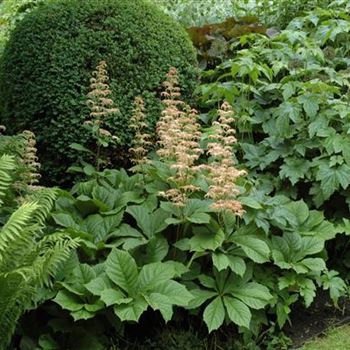 Rodgersia aesculifolia