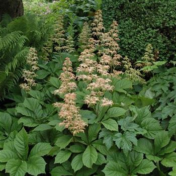 Rodgersia aesculifolia