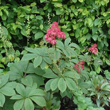 Rodgersia pinnata