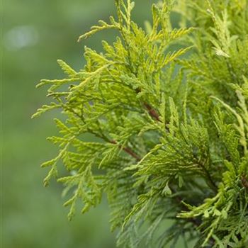 Thuja occidentalis 'Golden Globe'