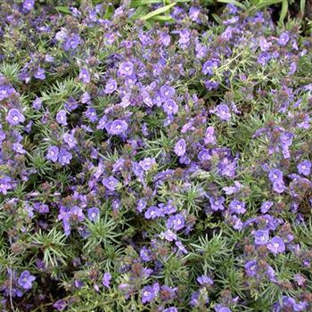 Veronica prostrata