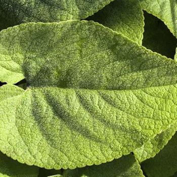 Brunnera macrophylla