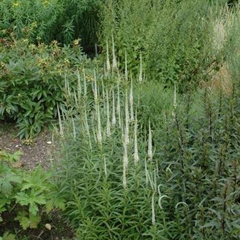 Veronicastrum virginicum 'Album'