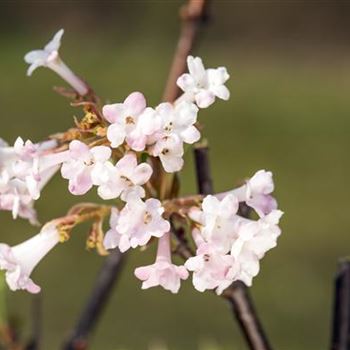 Viburnum x bodnantense 'Charles Lamont'