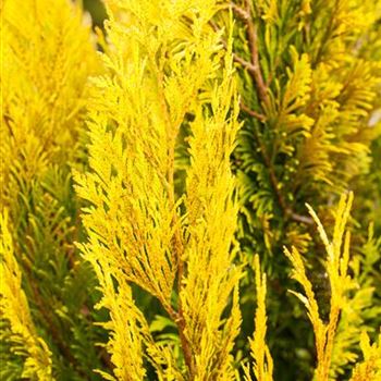 Thuja plicata '4ever' GOLDY®(s)