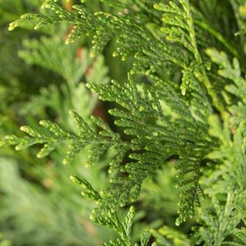 Thuja plicata 'Atrovirens'