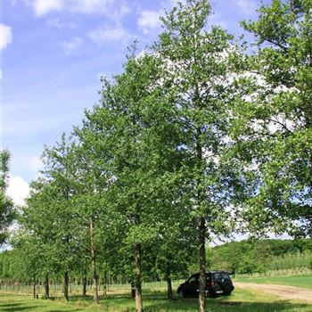 AGL_Sol_baum_5xv_300-400x50-60x700-900_G_WI369_16_05_07_17987.jpg