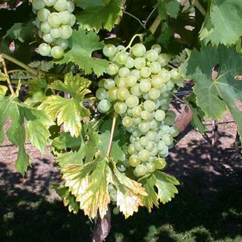 Vitis vinifera 'Fanny'(s)