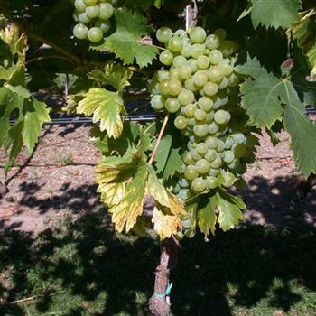 Vitis vinifera 'Fanny'(s)