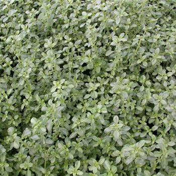 Thymus x citriodorus 'Silver Queen'