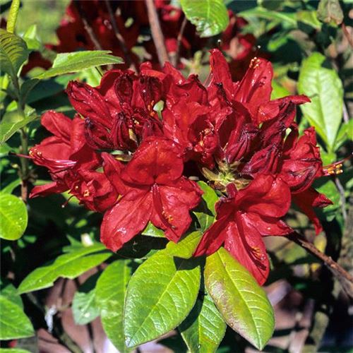 Azalea Knap-Hill 'Nabucco'