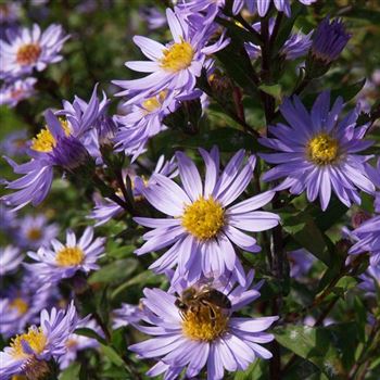 aster_novi_belgii_blaue_nachhut_GM_Q2.jpg