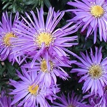 aster_dum_blaue_lagune_GM_Q1.jpg