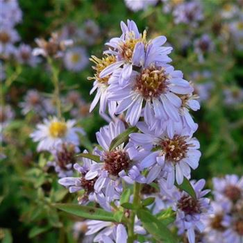 Aster_ericoides_Blue_Star_BM_Q1.jpg