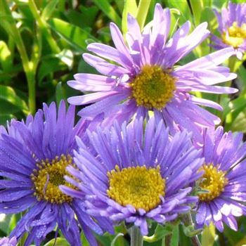 aster_alpinus_GM_Q1.jpg