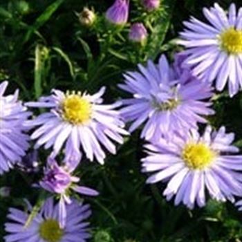 aster_dum_zwergenhimmel_GM_Q1.jpg