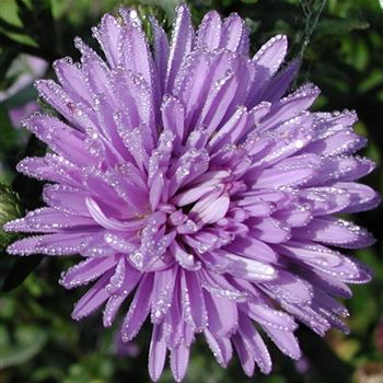 aster_novi_belgii_marie_ballard_GM_Q2.jpg