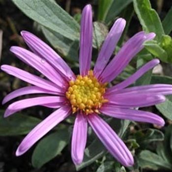 aster_amellus_lady_hindlip_GM_Q1.jpg