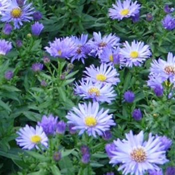 aster_dumosus_blauer_gletscher_GM_Q1.jpg