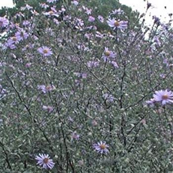 aster_laevis_GM_Q1.jpg